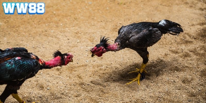 Mẹo cược đá gà tại WW88 giúp gia tăng cơ hội chiến thắng
