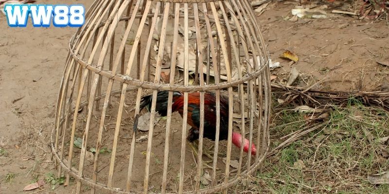 Cá cược đá gà tại WW88 mang đến trải nghiệm trực tuyến chân thật và đầy kịch tính