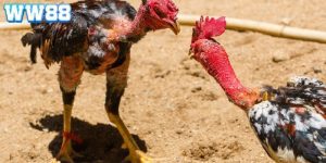 da-ga-truc-tuyen (4)