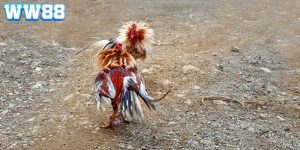 kinh nghiệm đá gà