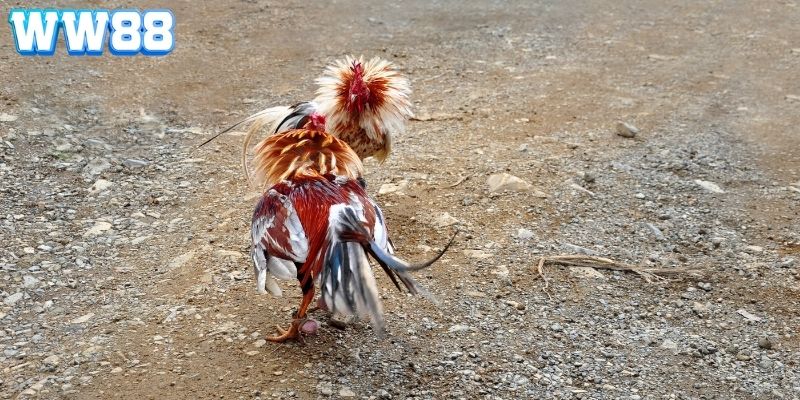 kinh nghiệm đá gà